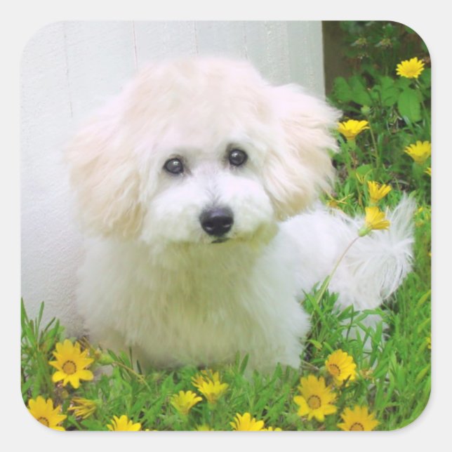 Photo Stickers (Front)