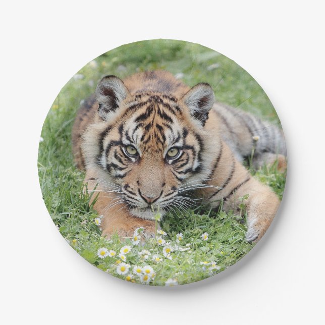 Photo tiger , animals 0276. paper plate (Front)