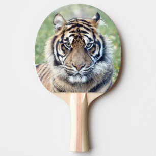 Photo tiger , animals 0291. ping pong paddle