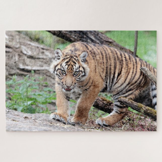 Photo tiger , animals 0310. jigsaw puzzle (Horizontal)