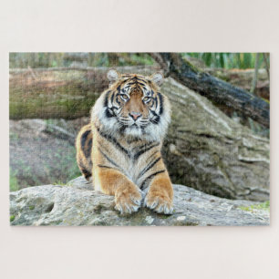 Photo tiger , animals 0313. jigsaw puzzle