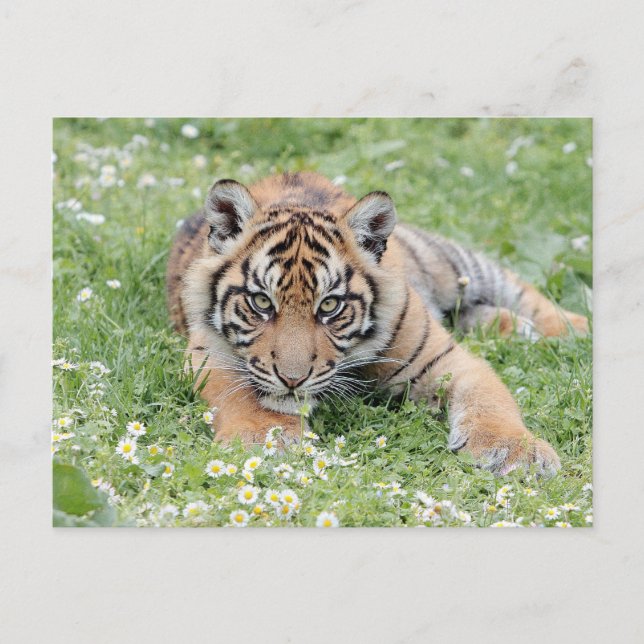 Photo tiger , animals . postcard (Front)