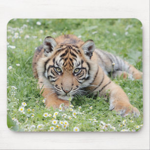 photo tiger cat animals. mouse pad
