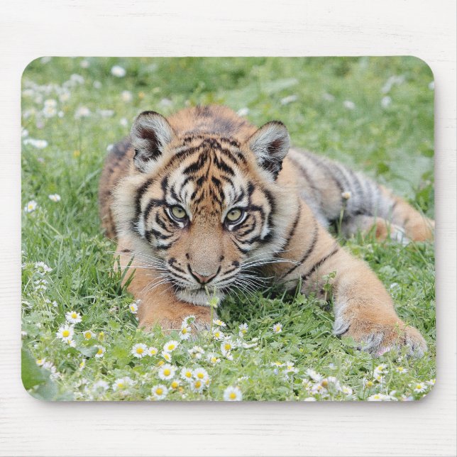 photo tiger cat animals.  mouse pad (Front)