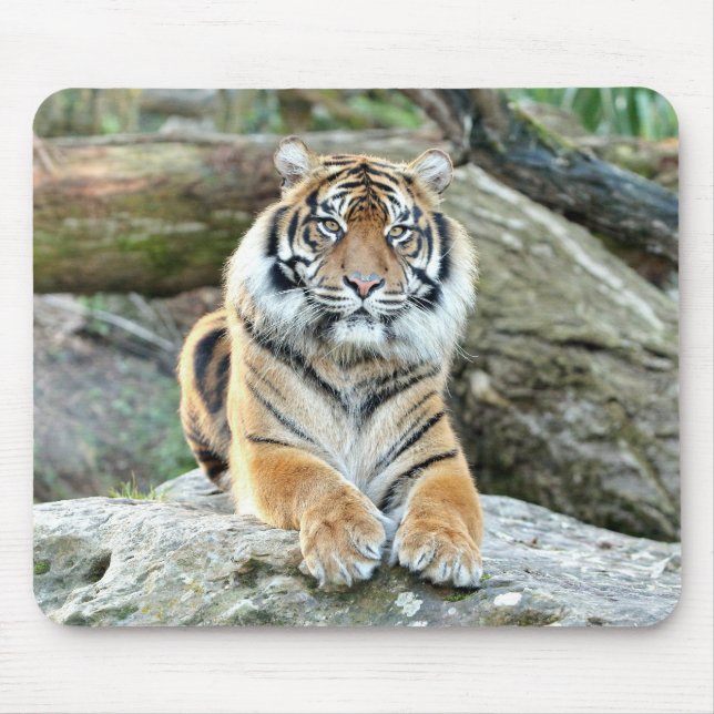 photo tiger cat animals.  mouse pad (Front)