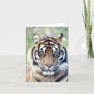 Photo tiger , pet , animals . card