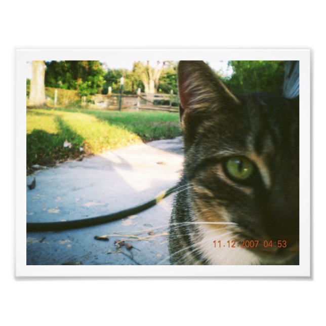 Photo Un-Named Tabby "Skater" Print (Front)
