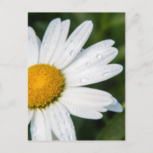 photo, une margueritte, font vert postcard