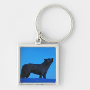 Photo, white wolf howling at night, Colour, High Key Ring