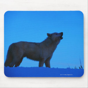 Photo, white wolf howling at night, Colour, High Mouse Mat