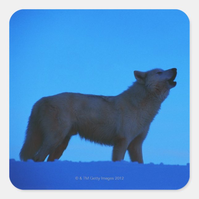 Photo, white wolf howling at night, Colour, High Square Sticker (Front)