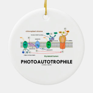 Photoautotrophile Photosynthesis Ceramic Tree Decoration