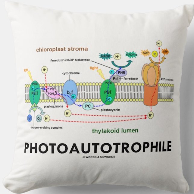 Photoautotrophile Photosynthesis Cushion (Throw pillow for any food producer)