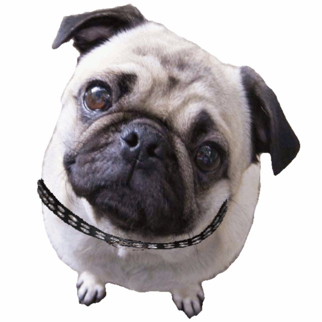 photofigure "Mops" Standing Photo Sculpture (Front)