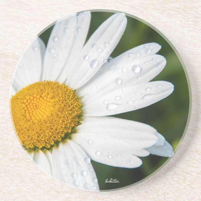 photograph, a margueritte, make green coaster (Front)
