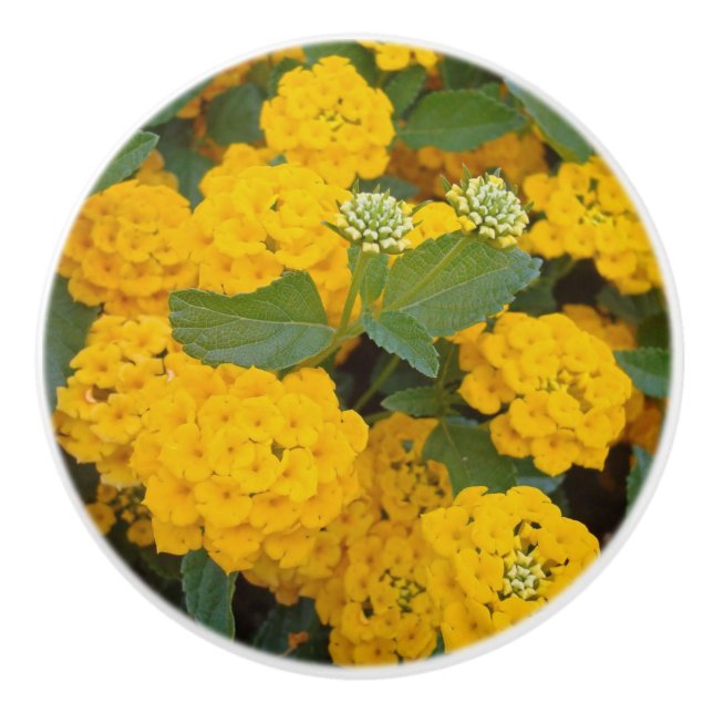 Photograph Bright Yellow Lantana Flowers Ceramic Knob (Front)