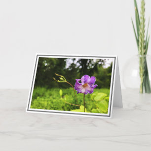 Photograph Close-up Purple Clematis Green Foliage Card