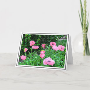 Photograph Eleven Coral Colored Poppies in Garden Card
