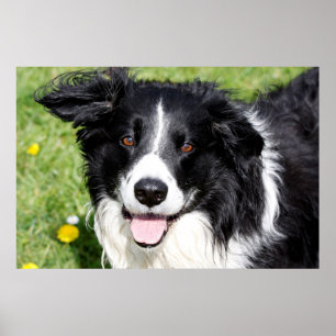 Photograph of a happy dog poster