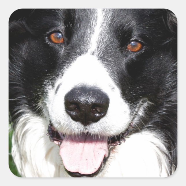 Photograph of a happy dog square sticker (Front)