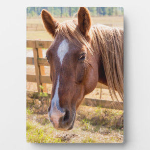 Photograph of a Horse in the Sunlight on a Farm Plaque