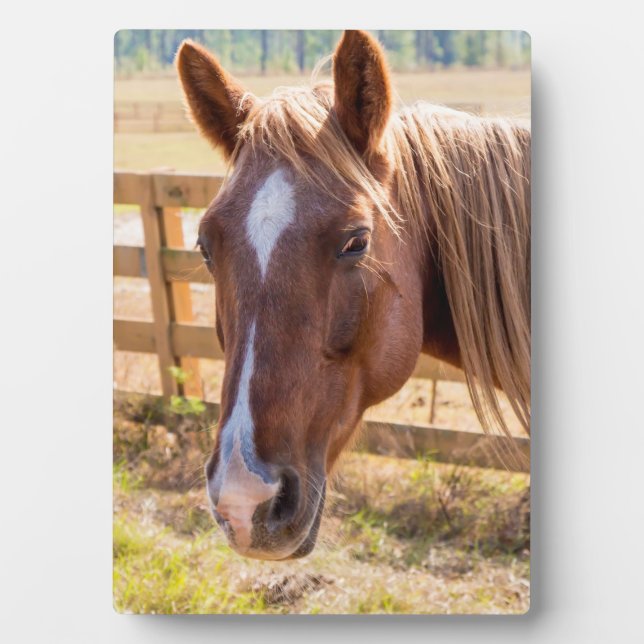 Photograph of a Horse in the Sunlight on a Farm Plaque (Front)