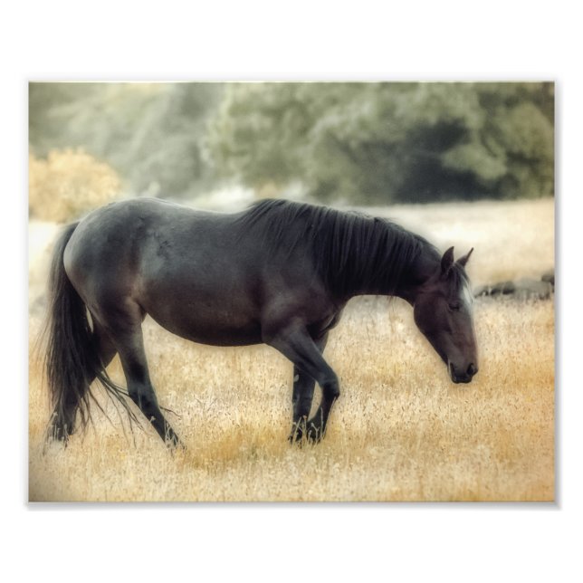 Photograph of a horse with soft focus (Front)