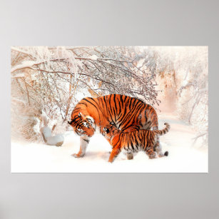 Photograph of a tiger and cub playing in the snow. poster