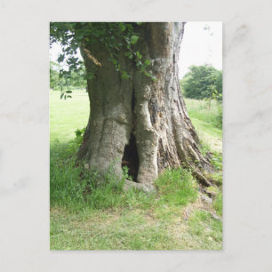 Photograph of a tree postcard