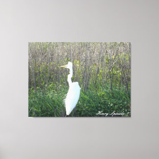 Photograph of a wild Egret on canvas. Canvas Print