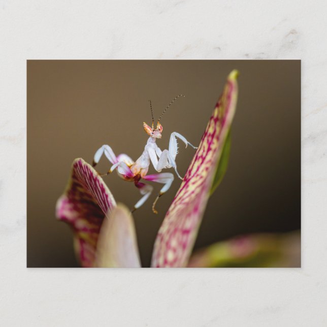 photograph of a young orchid mantis postcard (Front)