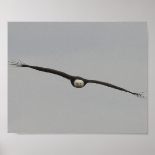 Photograph of an Eagle I Took in Dubuque, Iowa Poster