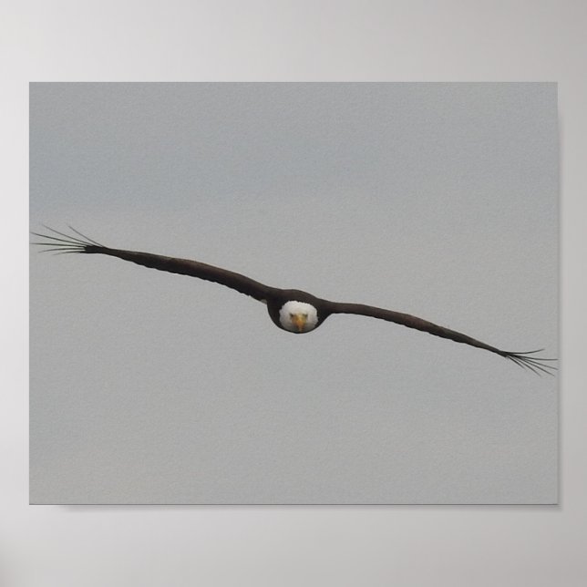 Photograph of an Eagle I Took in Dubuque, Iowa Poster (Front)