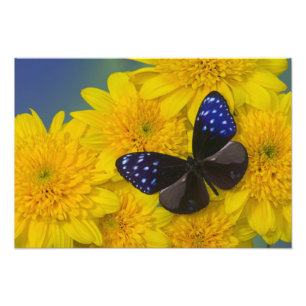 Photograph of Butterfly