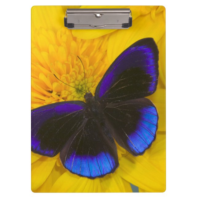 Photograph of Butterfly Clipboard (Front)