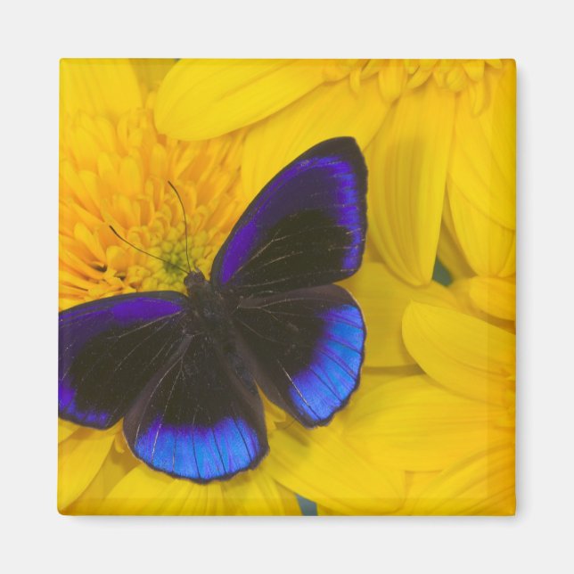 Photograph of Butterfly Magnet (Front)