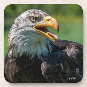 photograph of eagle coaster