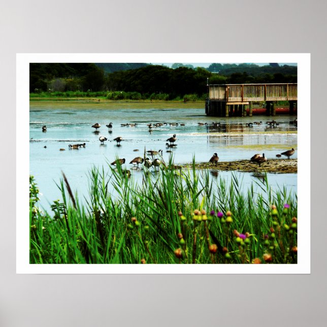 Photograph of Lake Scene with Cattails Ducks Dock Poster (Front)