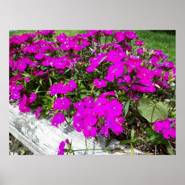 Photograph of Purple Flowers in Fayette, MO Poster (Front)