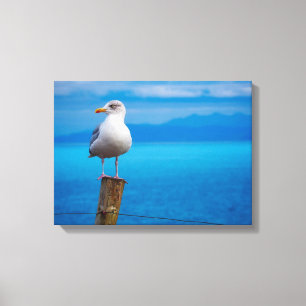 Photograph of seagull bird standing canvas print