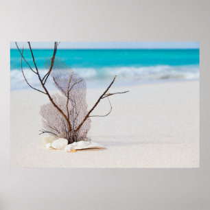 Photograph of Seashells on a Sandy Beach Poster