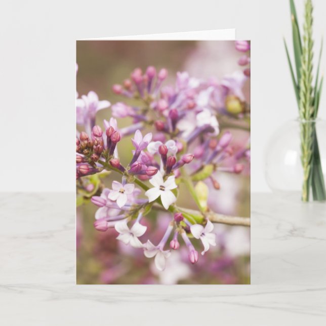 Photograph of Spring Lilac Blossoms Card (Front)
