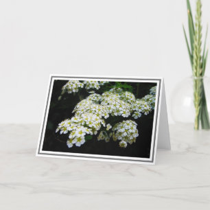 Photograph of White Spirea Bush and Green Foliage Card