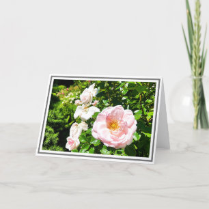 Photograph Pale Pink Rose With Green Foliage Card