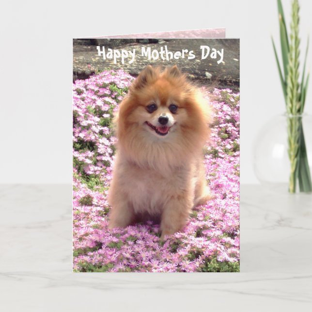 Photograph Pink Pomeranian Happy Mothers Day Card (Front)