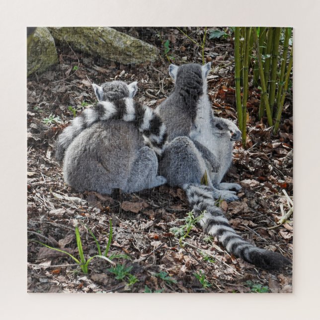 Photograph Two Ring Tailed Lemurs Snuggling Square Jigsaw Puzzle (Vertical)