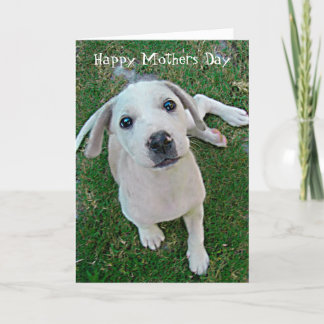 photograph white puppy dog Happy Mothers Day Card