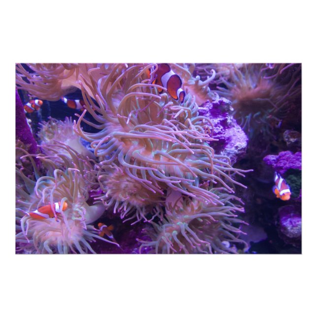 Photograph #Y008 on EXTRA LARGE Poster (Front)