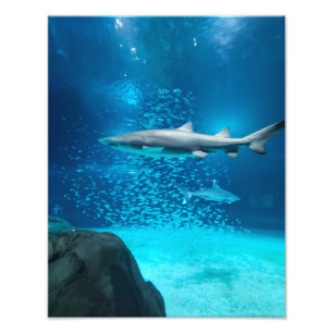 Photograph #Y043 on MEDIUM SIZE Poster