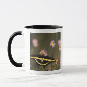Photographed on a sunny day with filtered light. mug